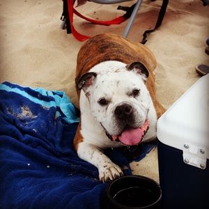 Meet your Posher, Annie